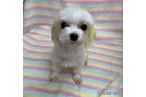 販売中のマルチーズの親犬